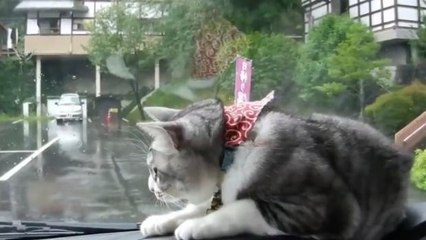 Diese Katze kämpft mit dem Scheibenwischer