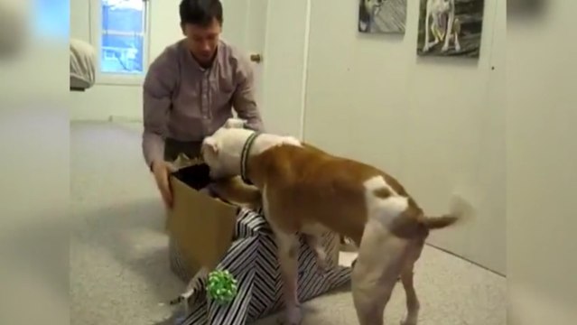 Dieser Pittbull hat Krebs und bekommt zu seinem Geburtstag ganz viele Geschenke