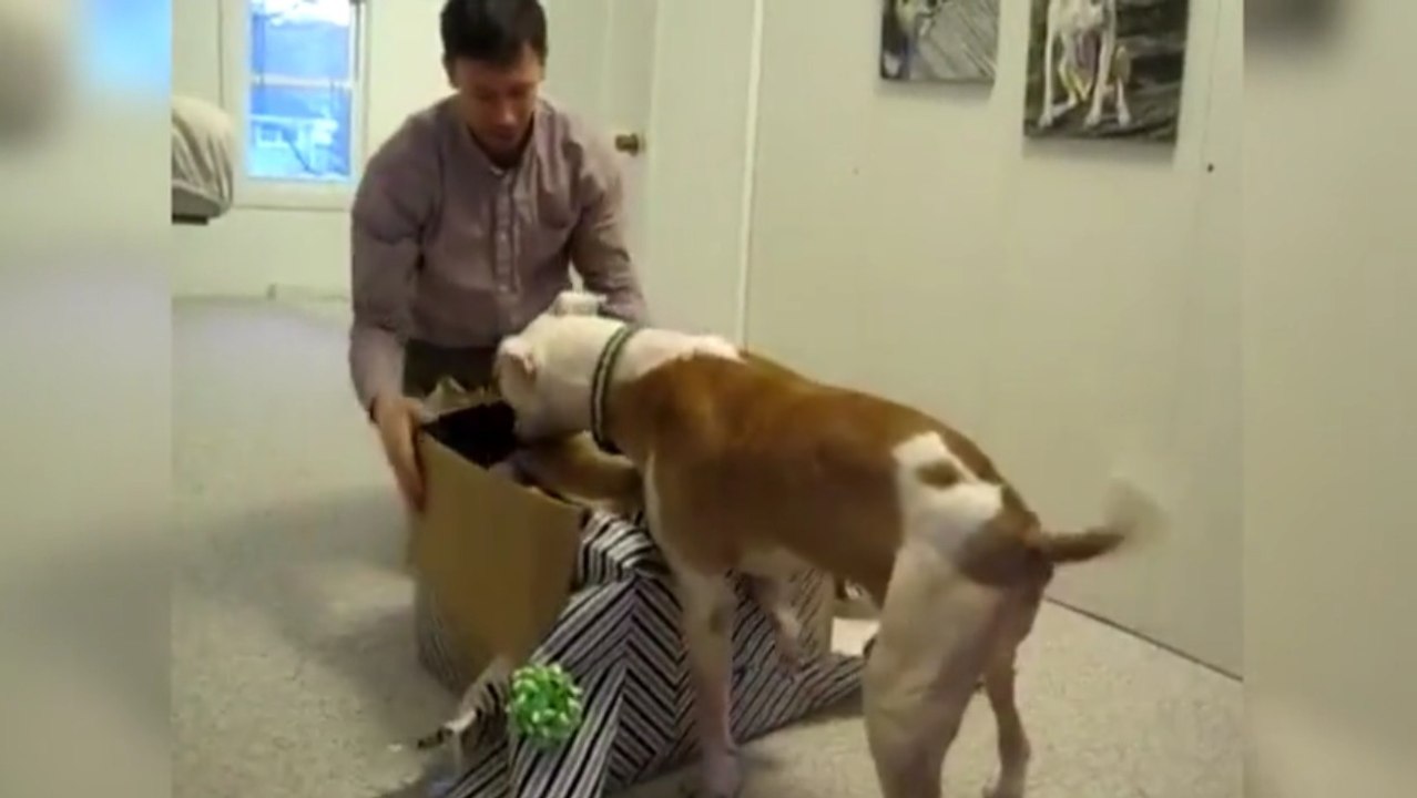 Dieser pittbull hat krebs und bekommt zu seinem geburtstag ganz viele geschenke