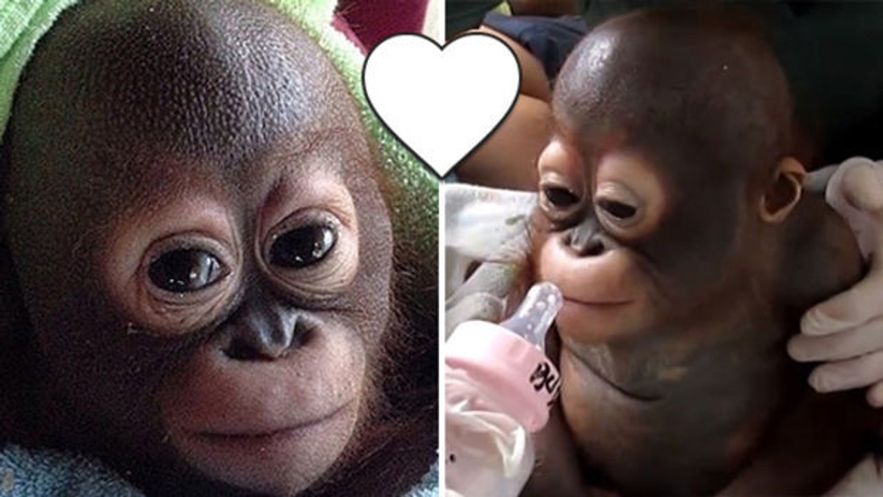 Nach unschönen Kindheitserfahrungen kann sich dieses Orang-Utan-Baby nun endlich artgerecht entfalten