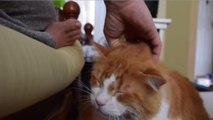 Diese Katze macht ein sehr ungewhnliches Gerusch, wenn man sie streichelt