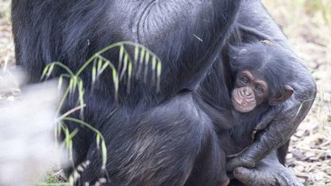 Trächtige Schimpansin adoptiert verwaistes Schimpansenbaby