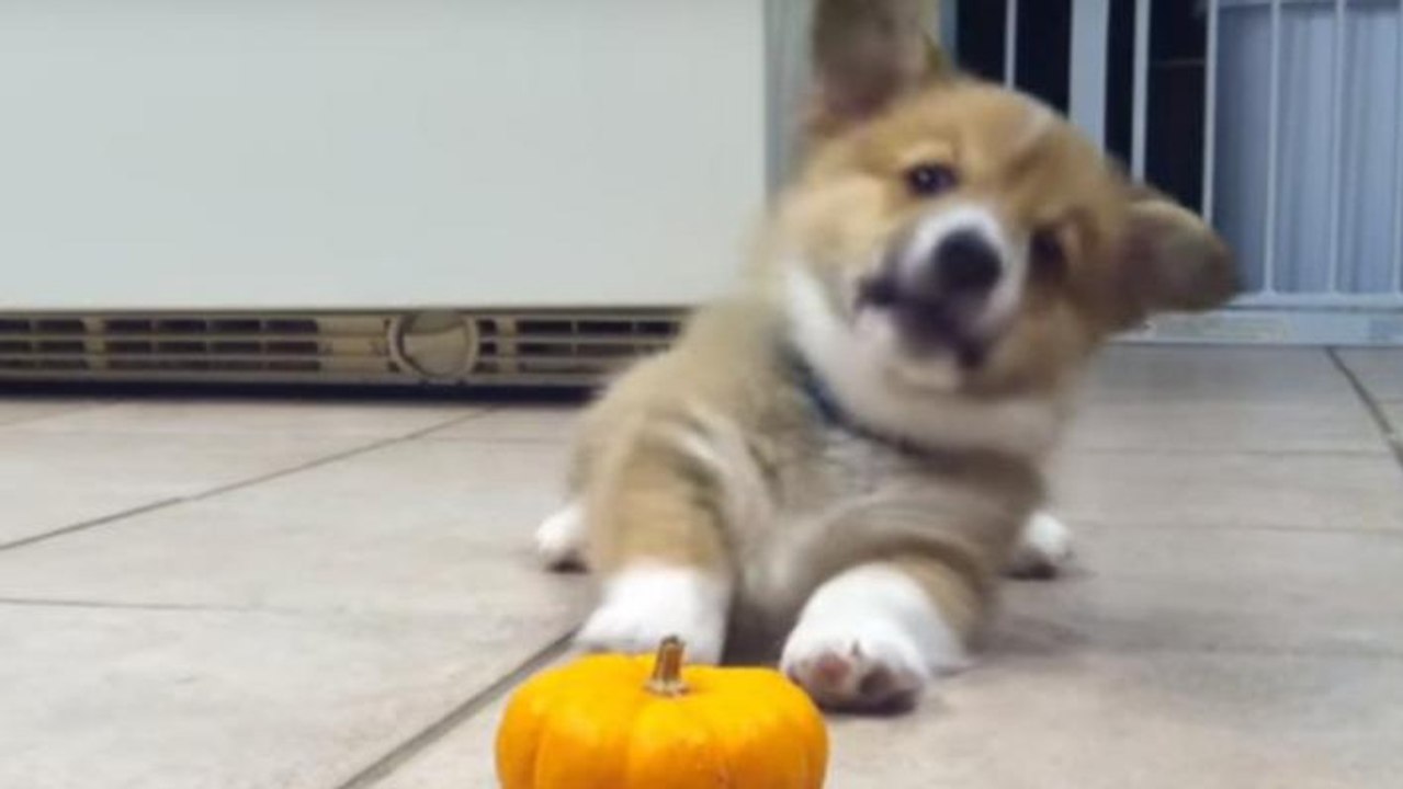 Ein Corgi-Welpe macht Bekanntschaft mit einem Kürbis