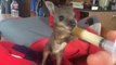 Dieses verwaiste Känguru trinkt aus einem Fläschchen... Ein niedlicher Anblick!