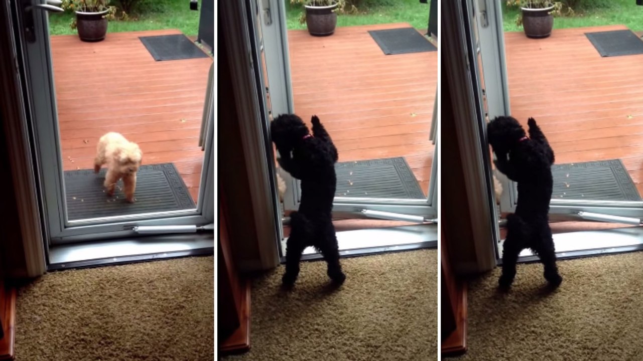 Dieser Hund öffnet Türen wie ein Mensch