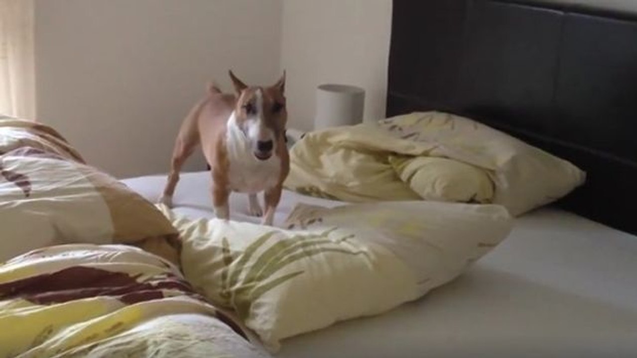 Ein Bullterrier spielt mit einem Kopfkissen