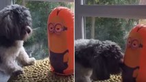 Dieser Hund kämpt mit einem Minion und dann ...