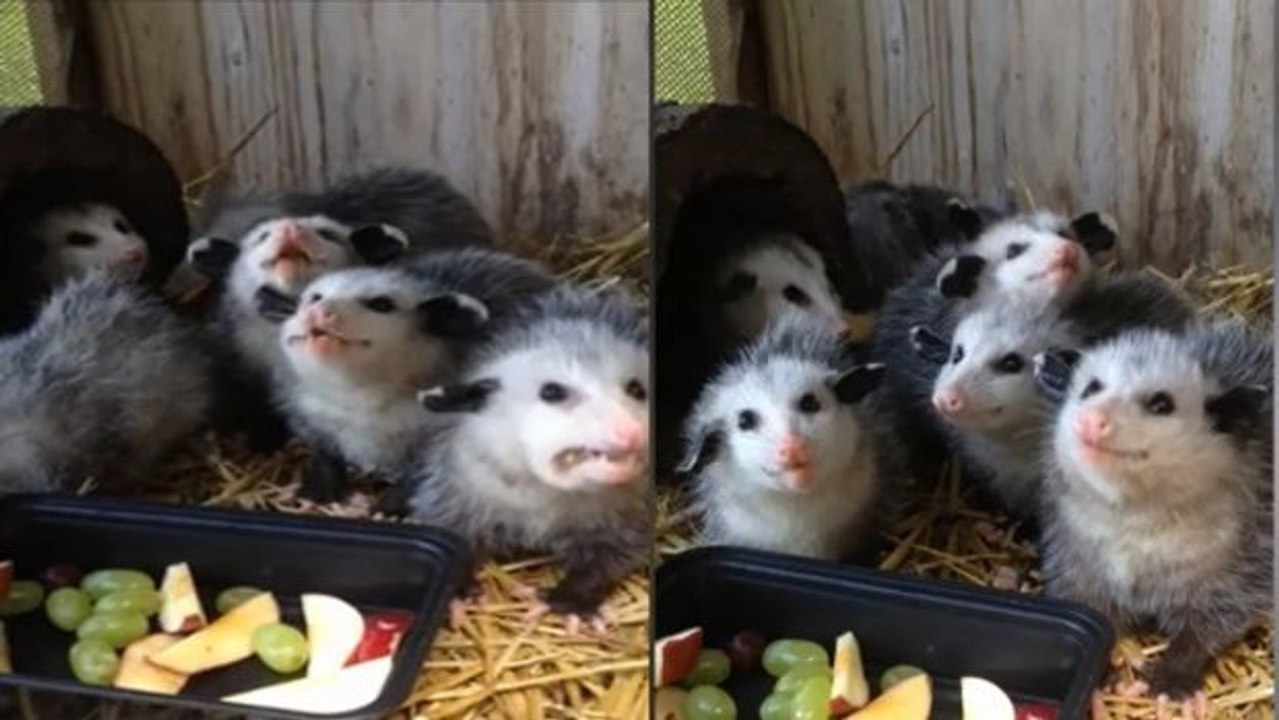 Opossums teilen sich genüsslich schmatzend einen obstsalat