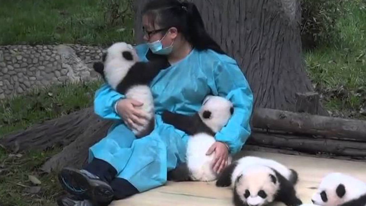 Diese Frau wird bezahlt, um Baby-Pandas zu knuddeln