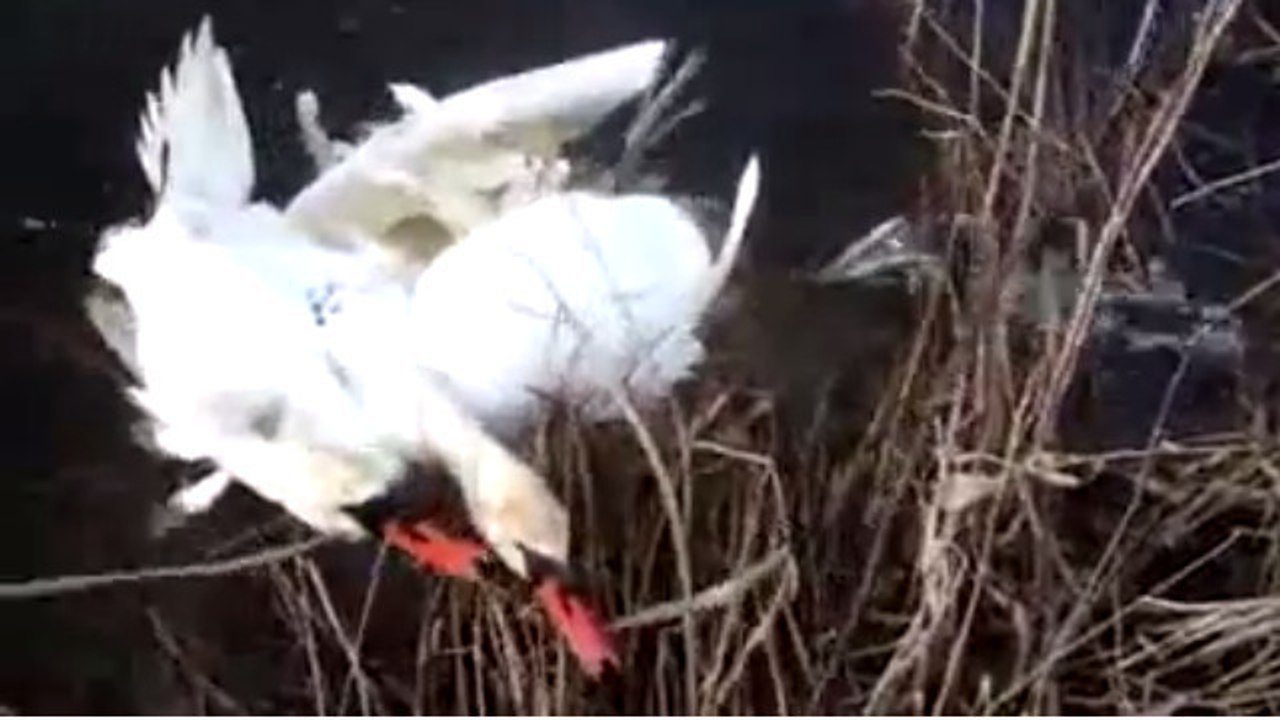 Diese beiden Schwäne hatten Glück, dass in Mann ihnen zu Hilfe kam