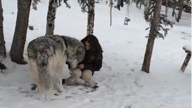Als sich der Wolf der Frau nähert, passiert zwischen den beiden etwas ganz Wunderbares!
