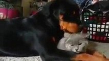 Dieser Rottweiler will sich doch nur um die Katze kümmern