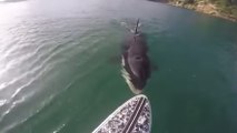 Unerwartete Begegnung eines Stehpaddlers mit einem Killerwal