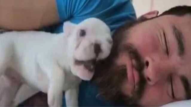 Dieser Welpe ist der süßeste und beste Wecker, den sein Herrchen jemals hatte