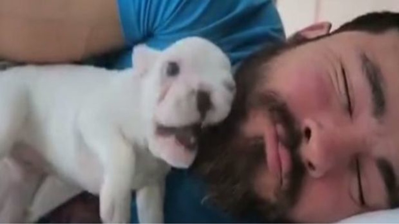 Dieser Welpe ist der süßeste und beste Wecker, den sein Herrchen jemals hatte