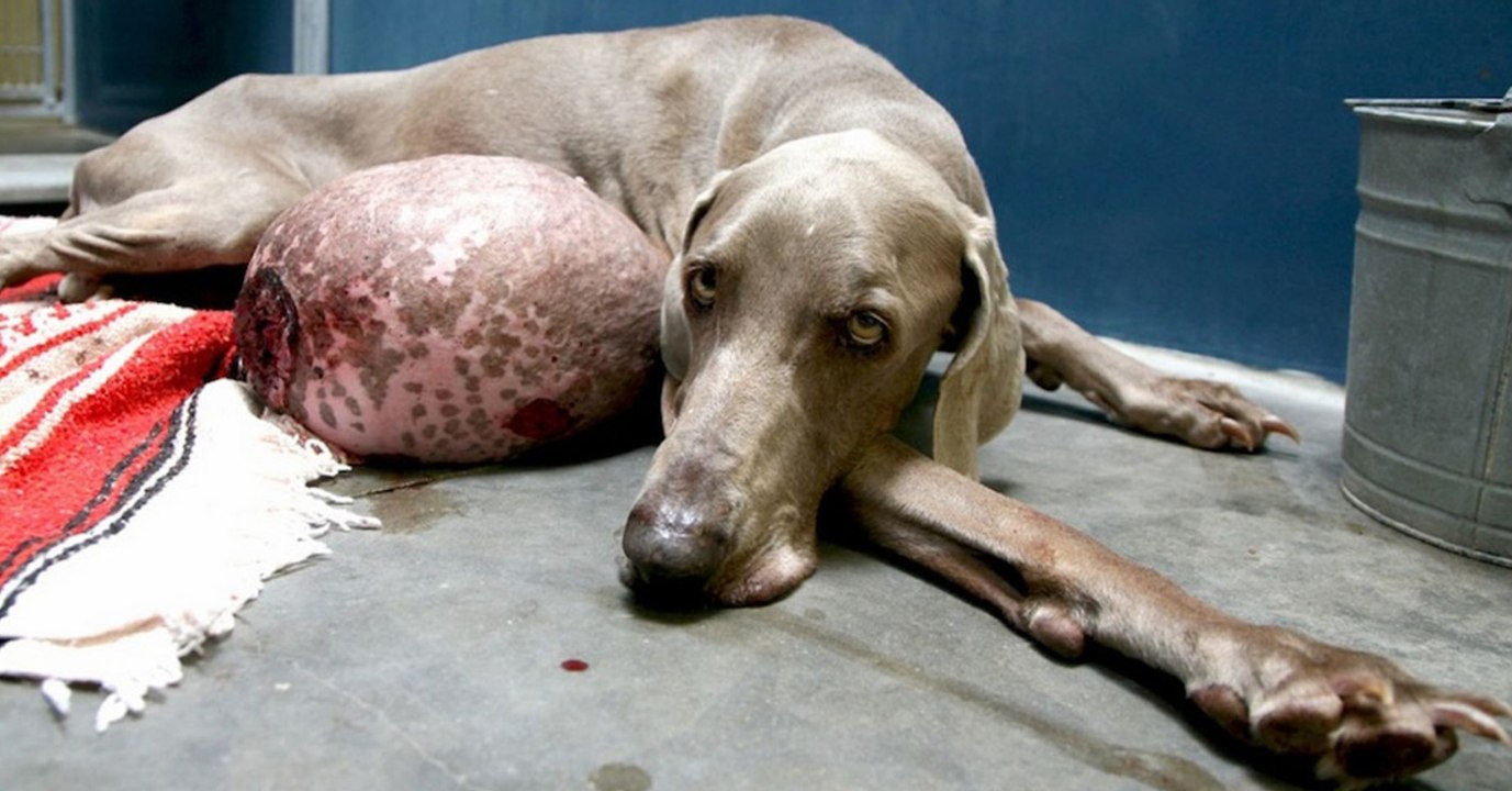 Sechs-Kilo-Tumor: Kann dieser Hund noch gerettet werden?
