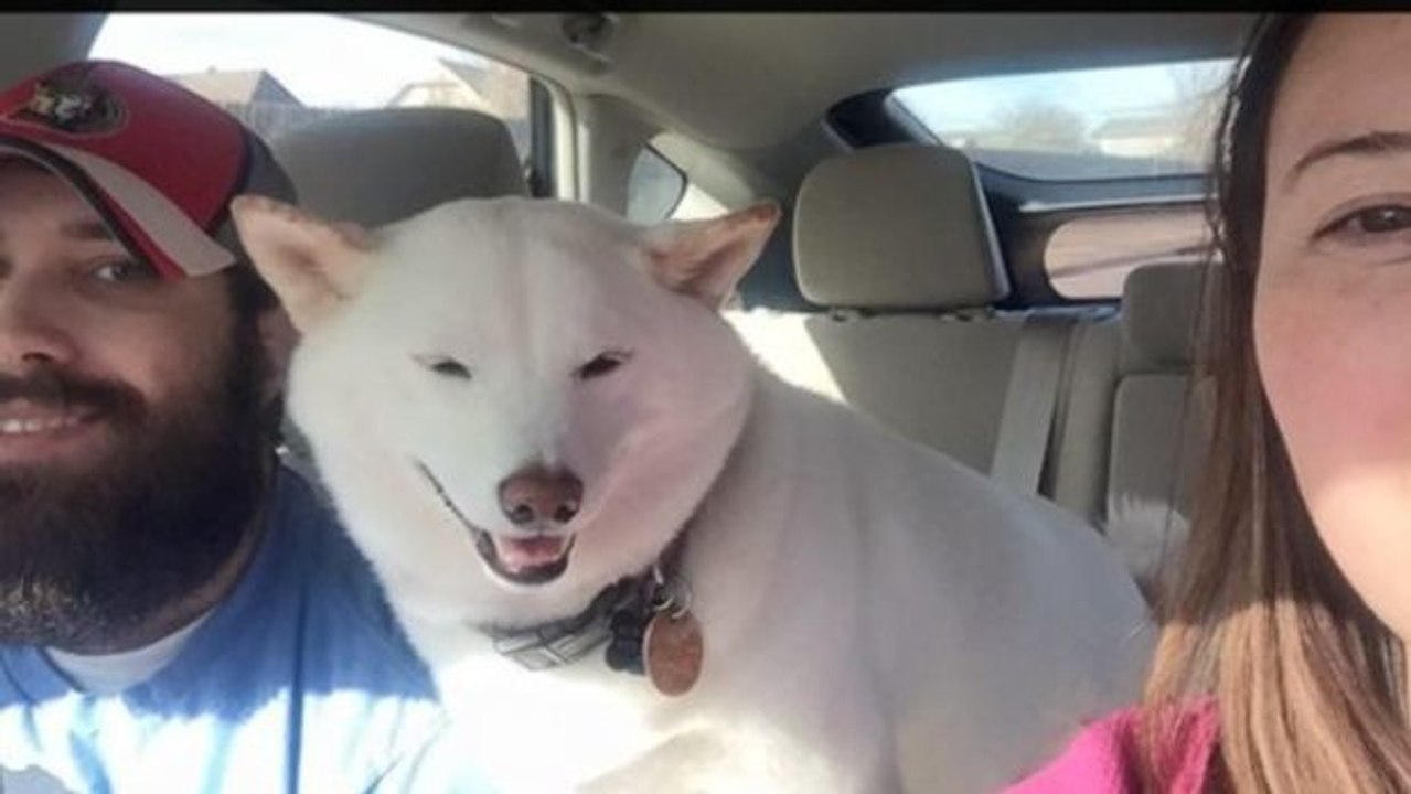 Dieser Hund kann nicht aufhören zu grinsen, seitdem er aufgenommen wurde