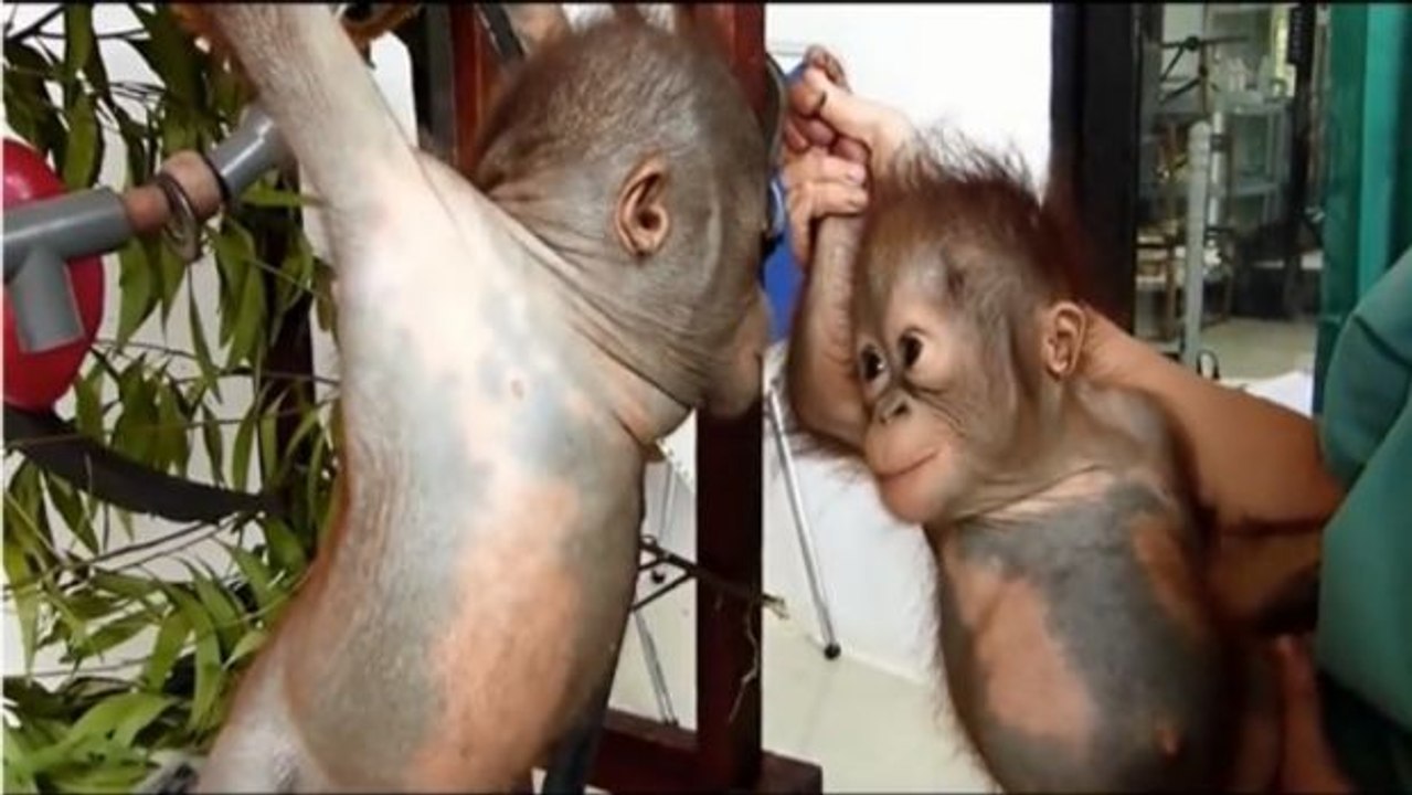 Diese zwei Baby-Orang-Utan werden die besten Freunde