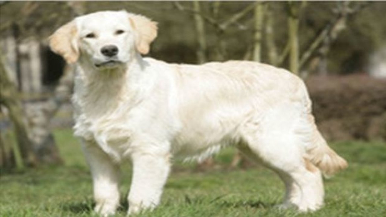 Dein Hund kann die Emotionen auf deinem Gesicht lesen!
