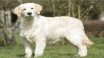 Dein Hund kann die Emotionen auf deinem Gesicht lesen!