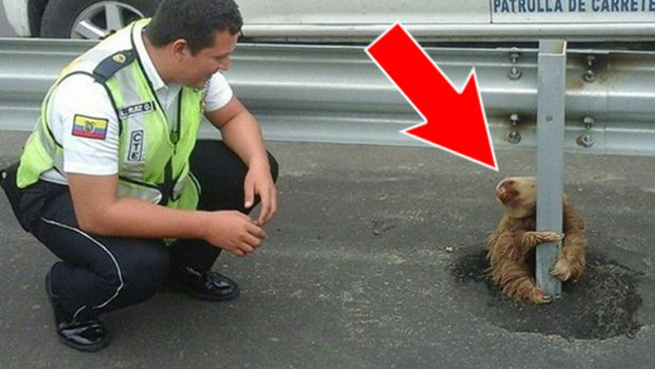 Ecuador: Ein Faultier blockiert den Verkehr, weil es sich an einem Mittelstreifen festklammert