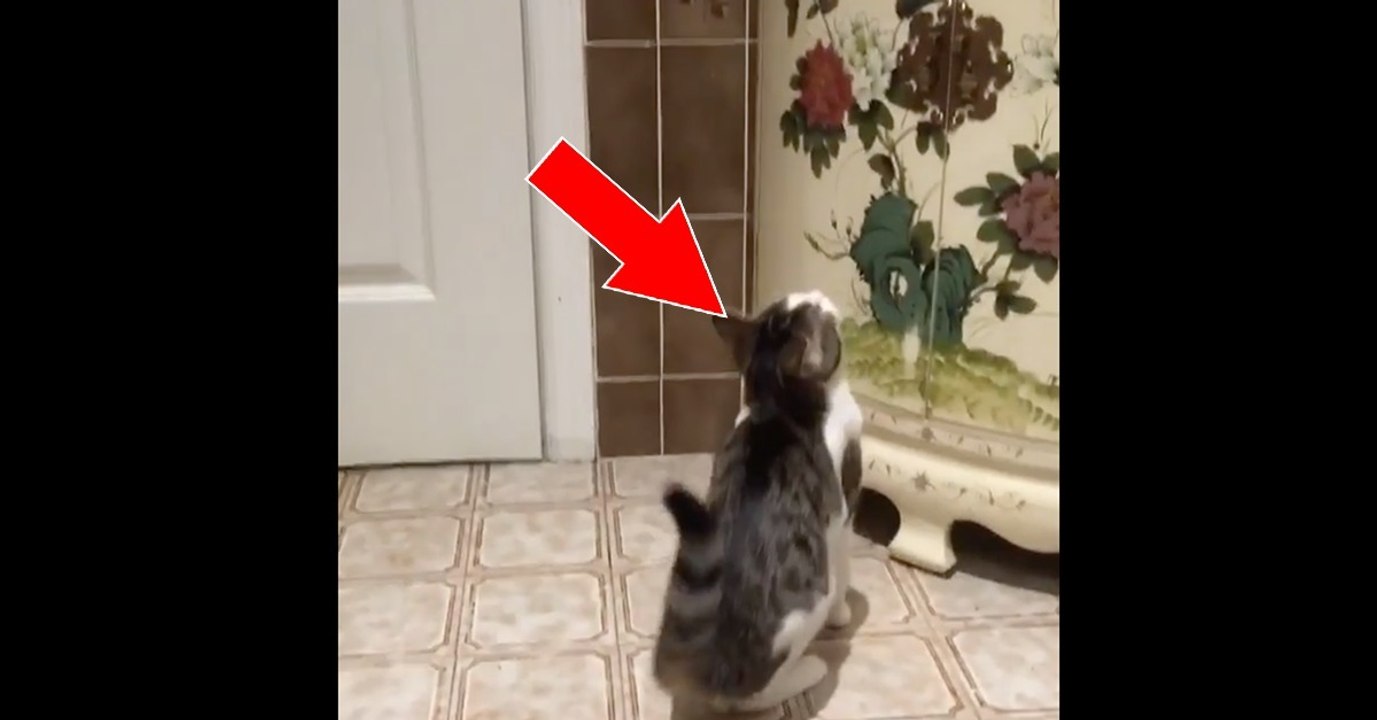 Die Katze sucht ihr Brüderchen. Was sie gleich macht, wird euch die Sprache verschlagen!