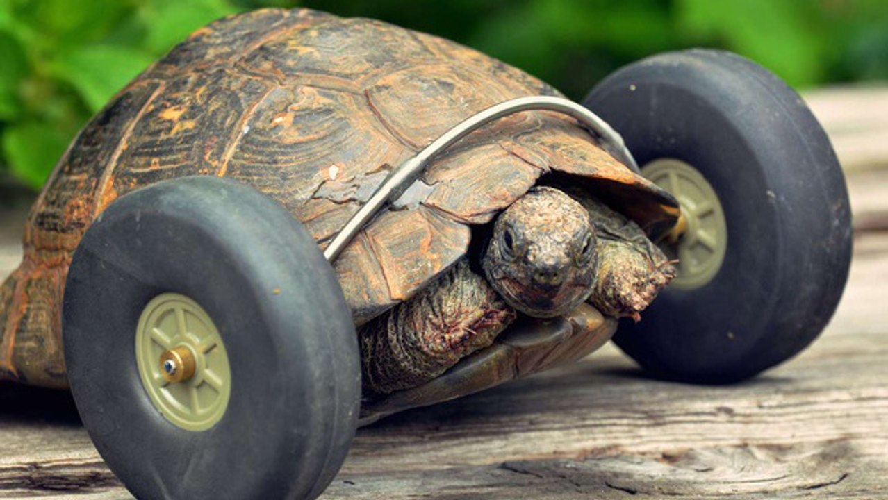 Eine schildkröte lebt dank rädern, die ihre vorderbeine ersetzen weiter