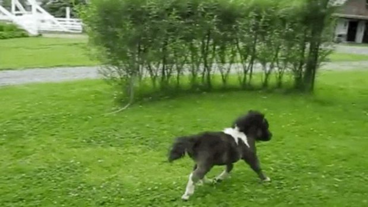 Dieses Mini-Pferd liebt es, um die Wette zu laufen