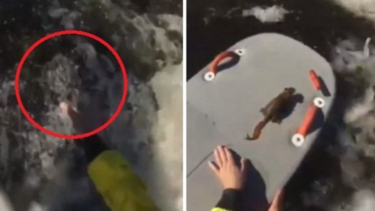 Kurz bevor es ertrinkt kommt diesem Eichhörnchen ein Surfer zur Rettung