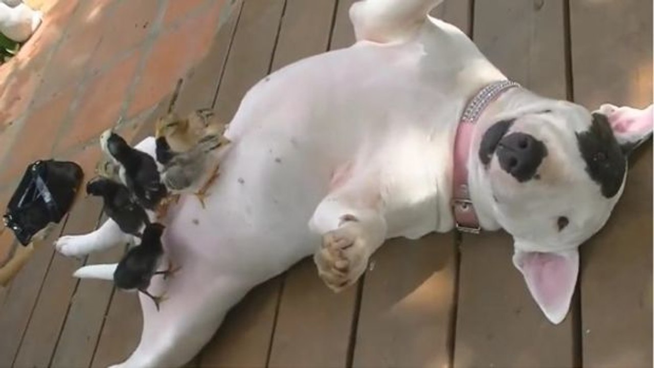 Alle Vögel sind schon da, alle Vögel, alle... und den Hund stört es nicht!