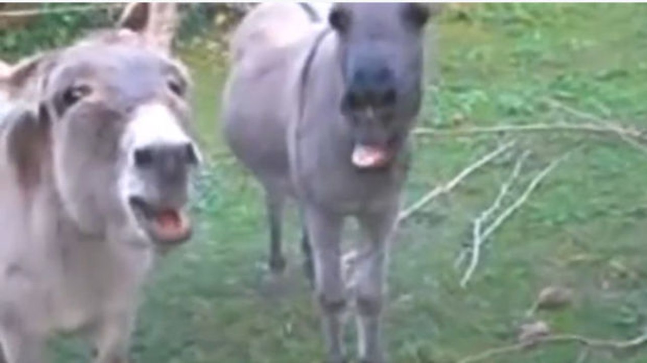 Wenn sich esel videos mit eseln ansehen