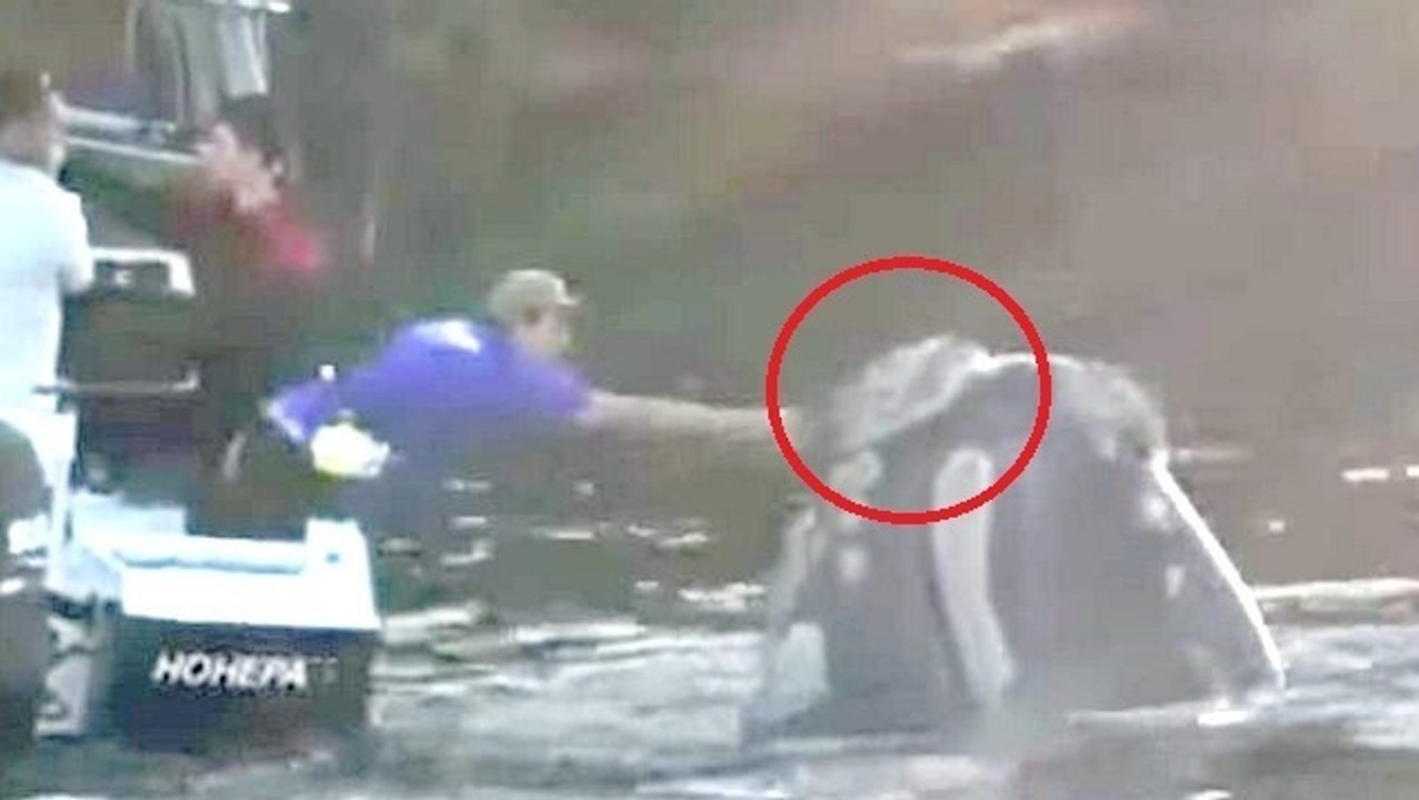 Ein Wal in Not bittet Fischer sichtbar um Hilfe. Doch dann...