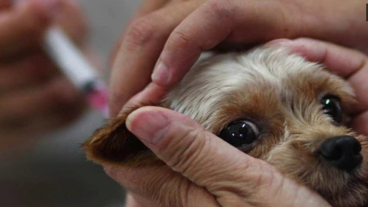 Hundekrankheiten: Die Symptome ernsthafter Erkrankungen erkennen