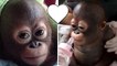 Dieses Orang-Utan Baby wurde von seinem Besitzer gequält, doch als es gerettet wird, passiert etwas wirklich bewegendes!