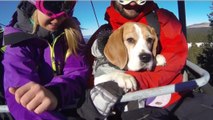 Dieser Hund liebt Schnee und zieht sein Herrchen über die Piste