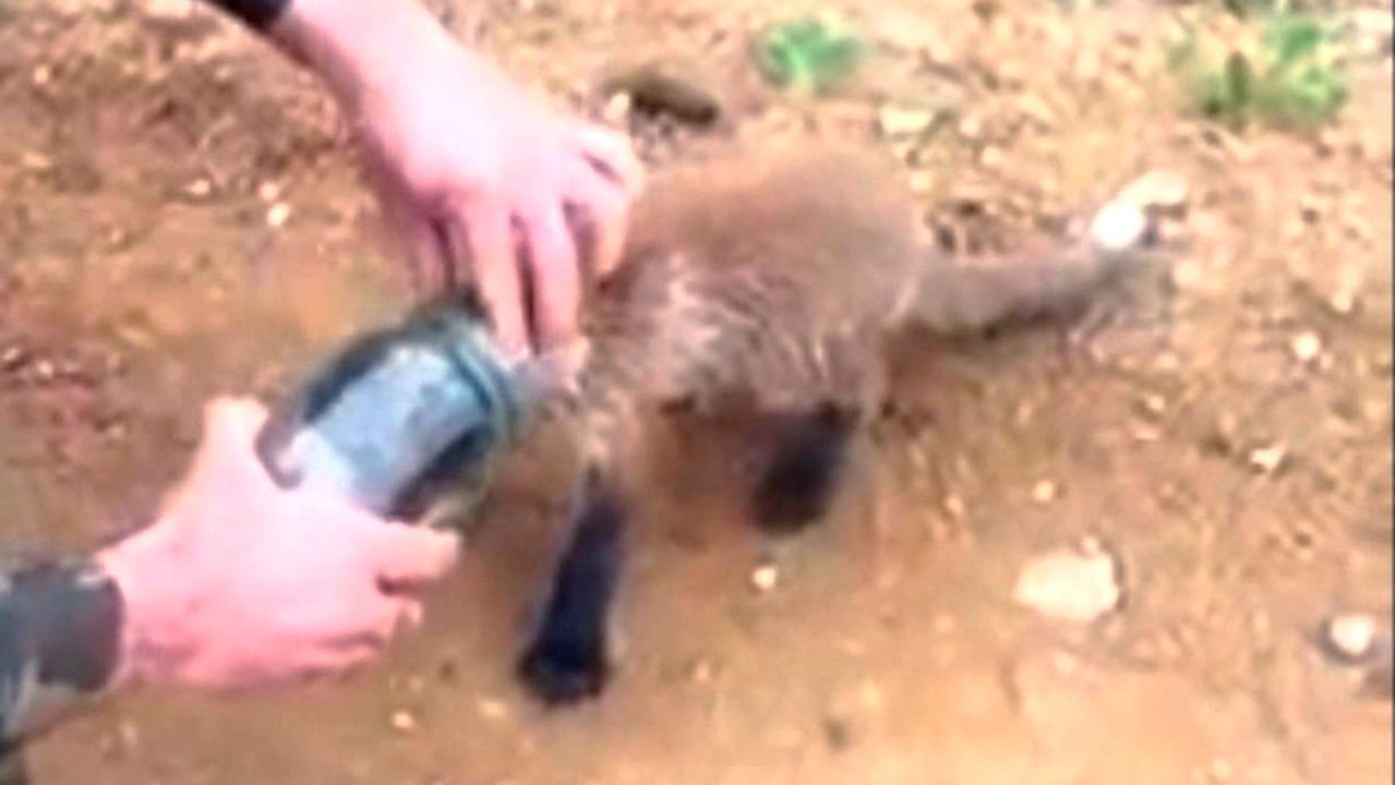 Ein mit dem Kopf im Glas feststeckender Fuchs wird von Spaziergängern gerettet