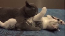 Diese beiden Katzen kuscheln zärtlich auf einem Bett wie ein verliebtes Pärchen