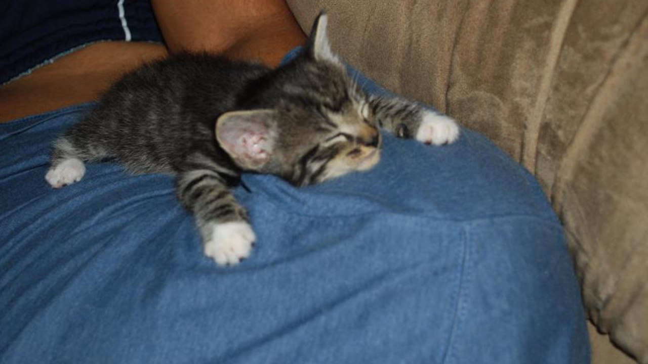 Dieses Kätzchen schläft von einer Sekunde auf die andere ein