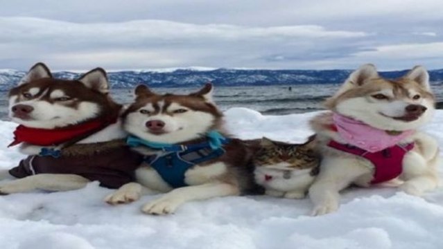 Diese Katze wurde von einem Husky gerettet und hat so eine neue Familie gefunden