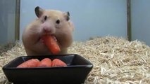 Dieser Hamster liebt Karotten. Ihr glaubt nicht, wieviele er schon im Mund hat!