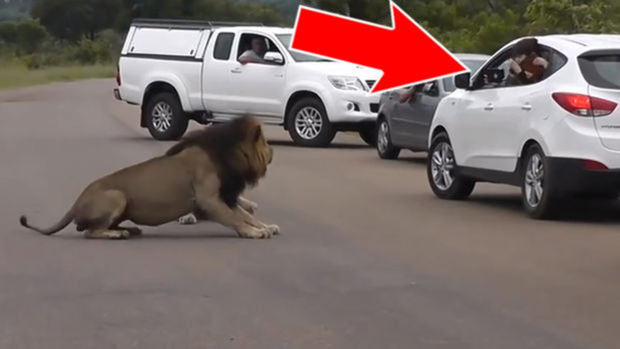 Dieser Löwe erteilt etwas zu aufdringlichen Touristen eine Lektion