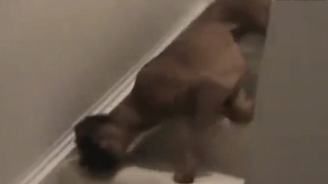 Dieser Hund ist wohl der faulste der Welt. Und so sieht es aus, wenn er eine Treppe runtergeht