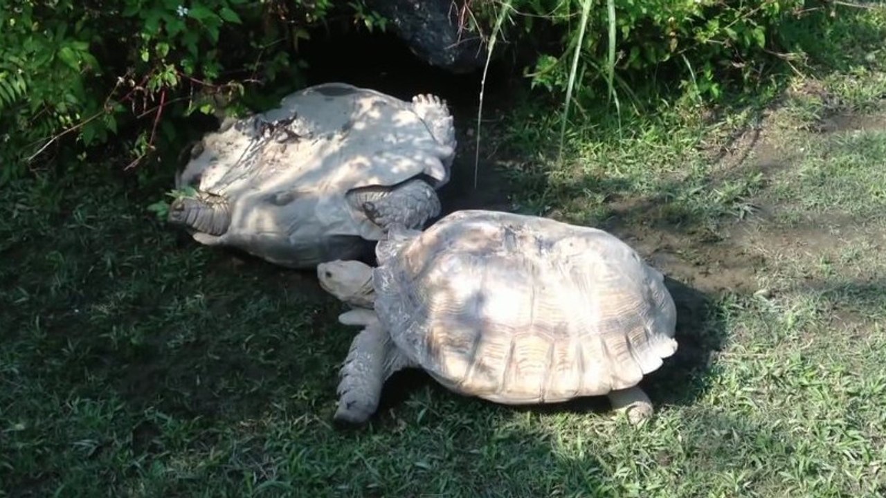 Hier hilft eine Schildkröte der anderen wieder auf die Beine