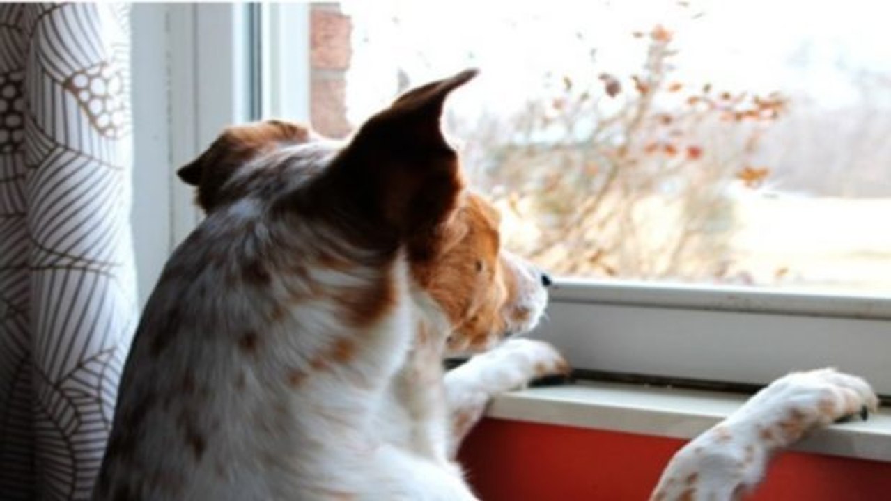 Dein Hund hat Angst, dass du ihn alleine lässt. Was ist zu tun?