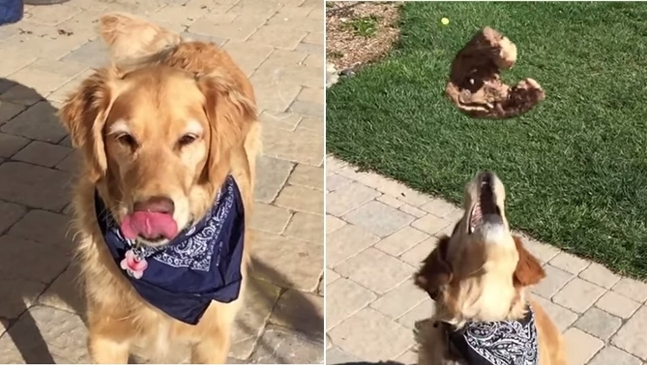 Dieser Hund versucht, die Leckereien zu fangen, die ihm sein Herrchen zuwirft. Aber es geht immer daneben!