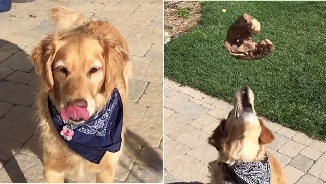 Dieser Hund versucht, die Leckereien zu fangen, die ihm sein Herrchen zuwirft. Aber es geht immer daneben!
