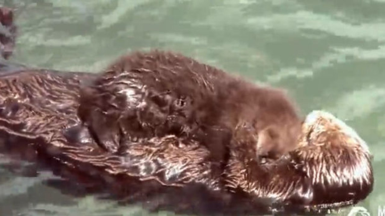 Ein Otter und sein Baby schmusen innig