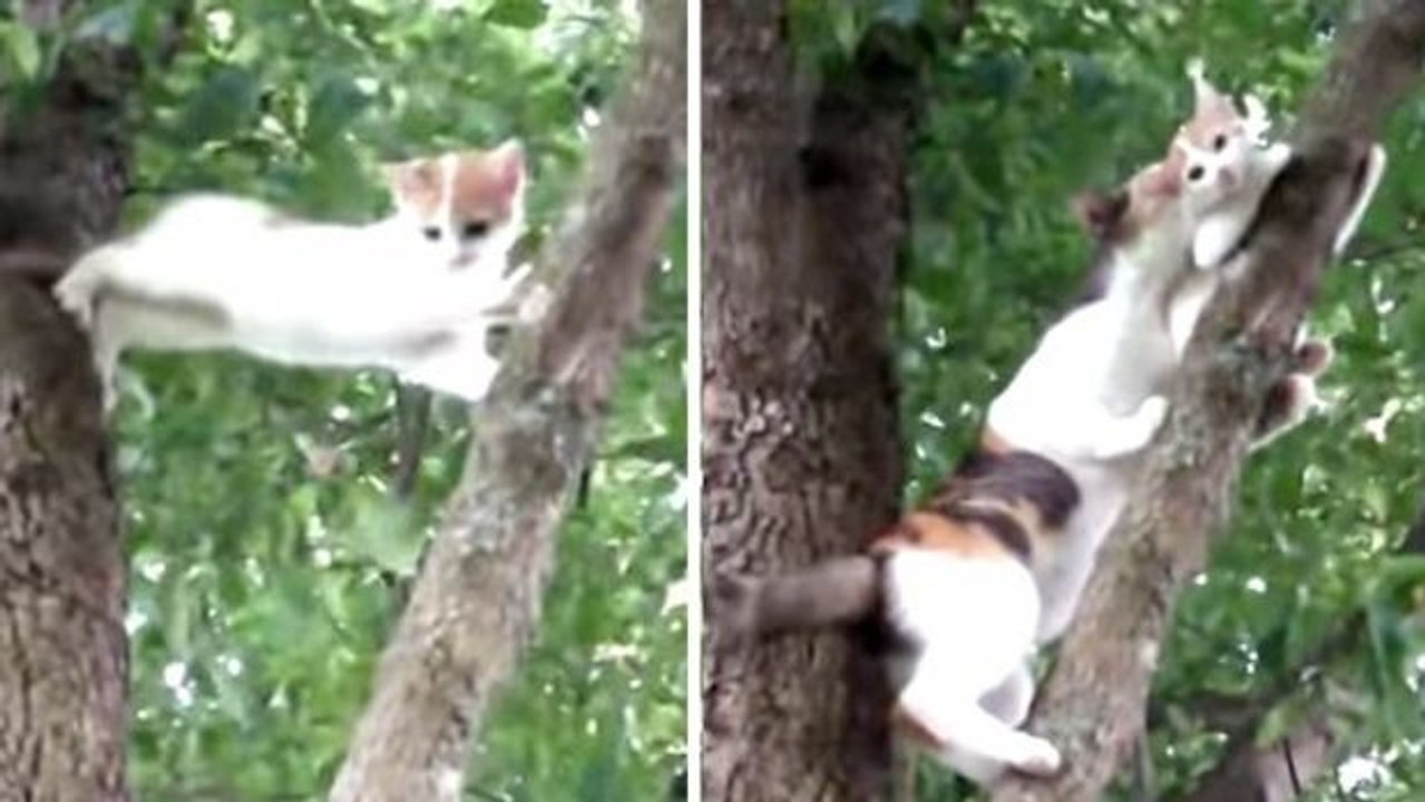 Katzenmutter holt ihr Kätzchen vom Baum