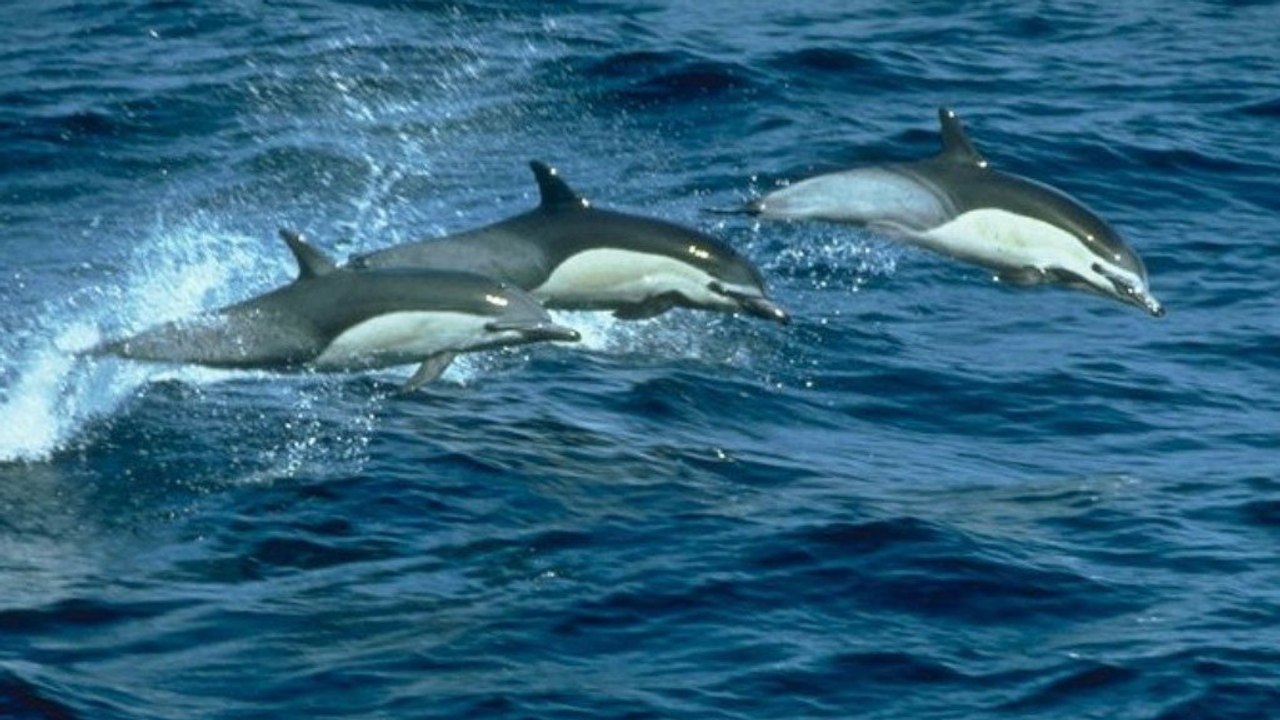 Diese Touristen können kaum glauben, was für ein atemberaubendes Schauspiel sich ihnen auf einer Bootsfahrt bietet