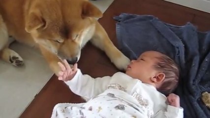 下载视频: Dieser Hund ist ein ausgezeichneter Babysitter. Es ist rührend, wie er sich um das Baby kümmert.